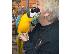 PoulaTo: Μπλε και χρυσό Macaw με κλουβί